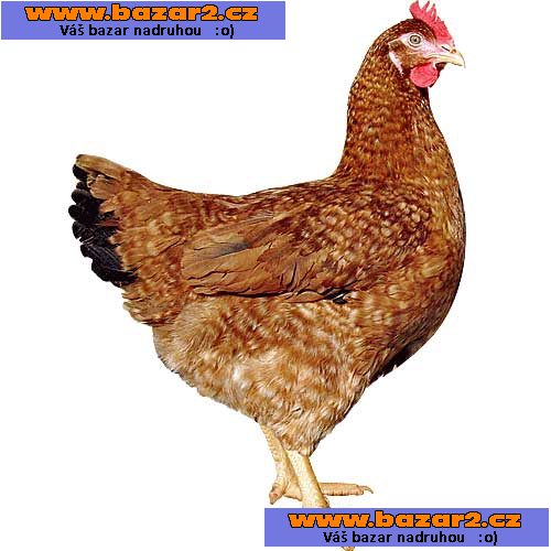 ŠPIČKOVÉ KUŘICE - 9 DRUHŮ - DOVOZ ZDARMA! 