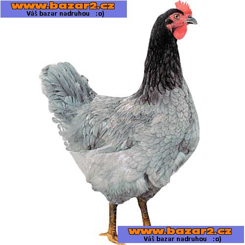 ŠPIČKOVÉ KUŘICE - 9 DRUHŮ - DOVOZ ZDARMA! 