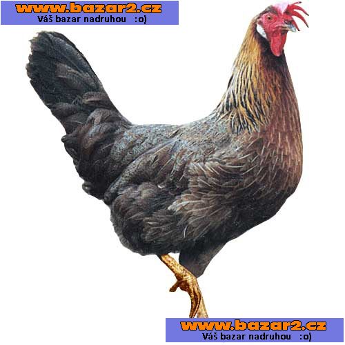 ŠPIČKOVÉ KUŘICE - 9 DRUHŮ - DOVOZ ZDARMA! 