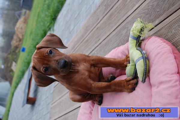 Rhodéský ridgeback -  štěňata s PP