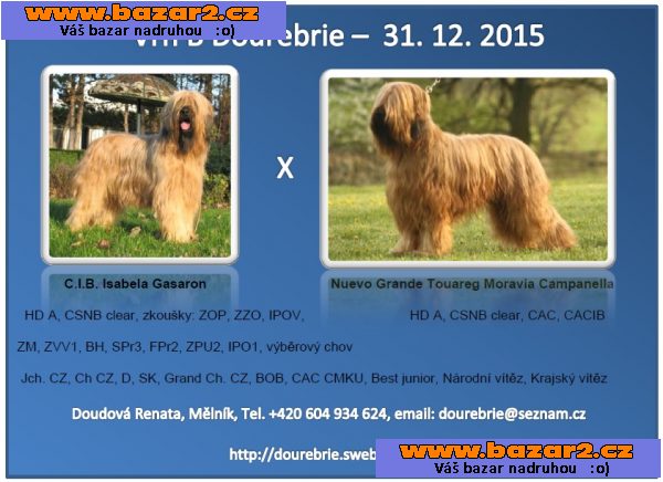 Briard