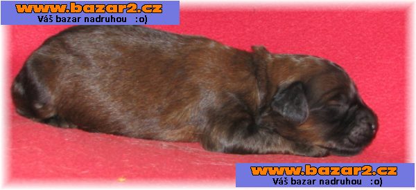 Briard