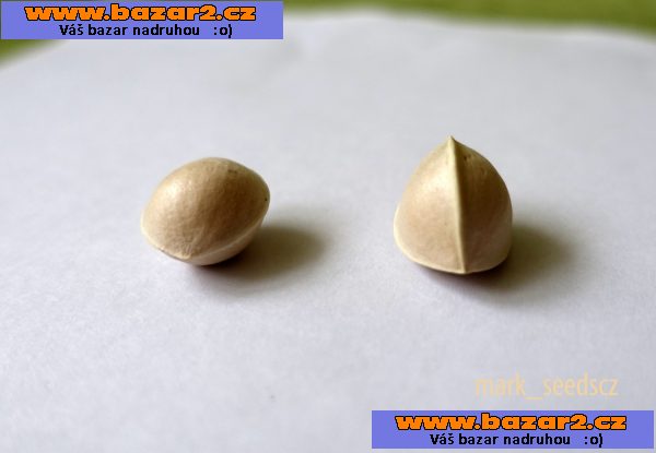 Semena Jinanu dvoulaločného (Ginkgo biloba)