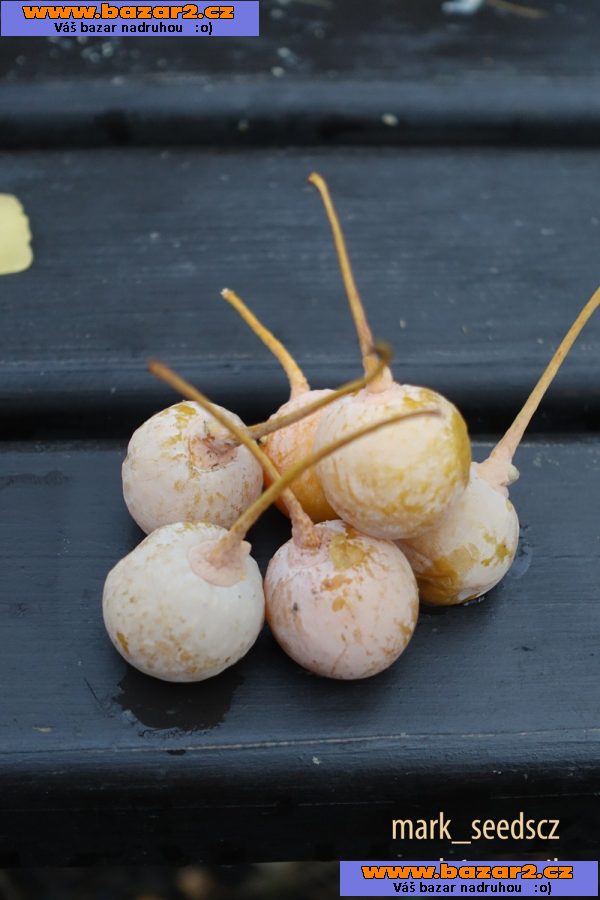 Semena Jinanu dvoulaločného (Ginkgo biloba)