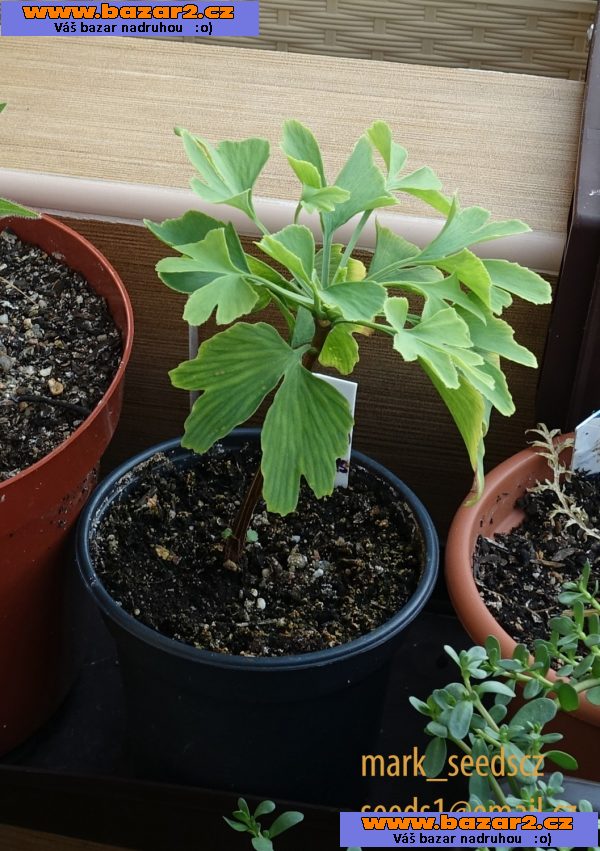 Semena Jinanu dvoulaločného (Ginkgo biloba)