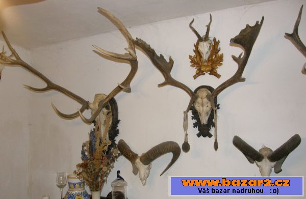 Větší množství loveckých trofejí