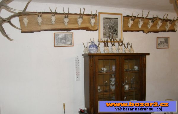 Větší množství loveckých trofejí