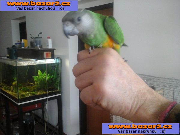 Papoušek senegalský-ručně dokrmená mláďata