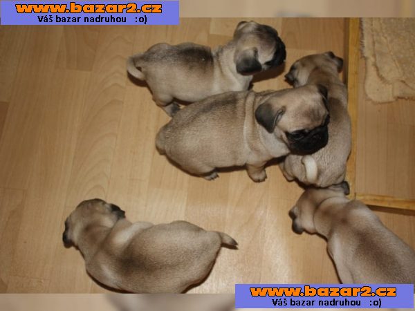 10 týden staré mops štěňata .