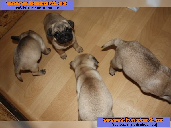 10 týden staré mops štěňata .