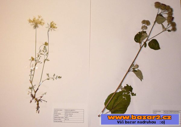 Prodám kvalitní herbář velikosti A3