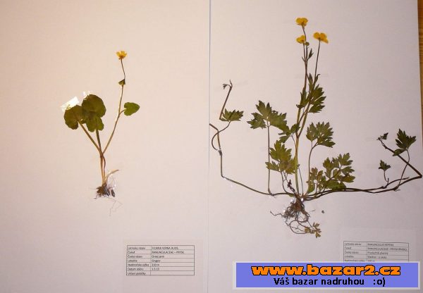 Prodám kvalitní herbář velikosti A3