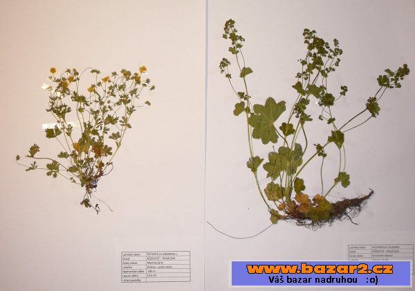 Prodám kvalitní herbář velikosti A3