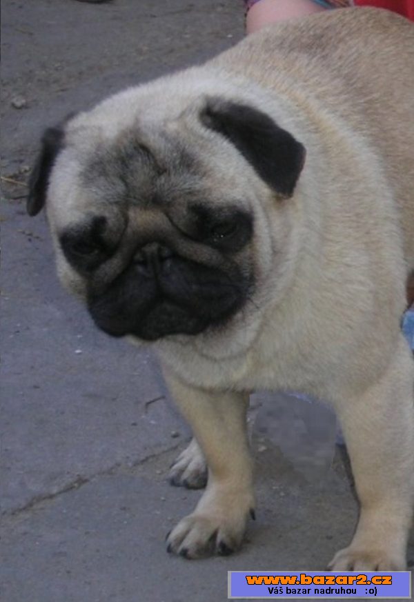 Mops - zadám štěňata s PP, béžová