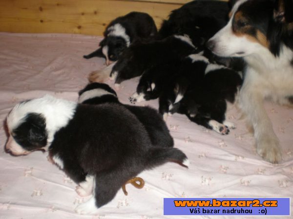 Border collie štěňata s PP