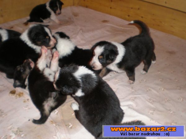 Border collie štěňata s PP