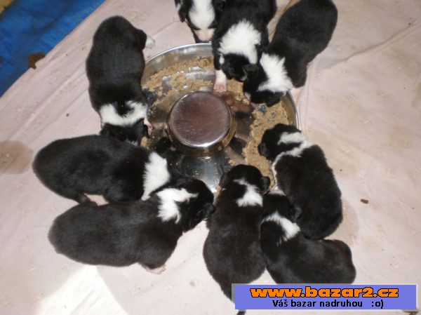 Border collie štěňata s PP