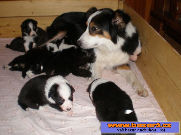 Border collie štěňata s PP