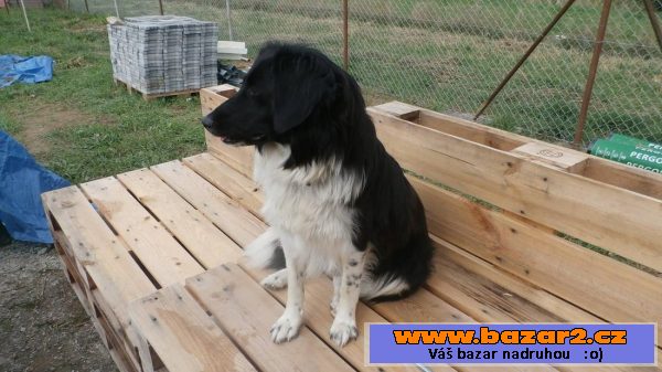 Border kolie