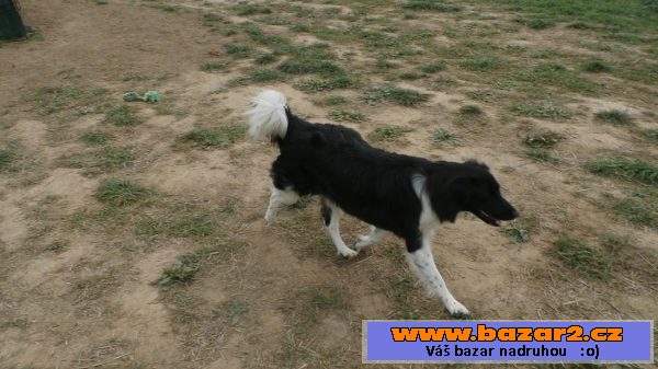 Border kolie