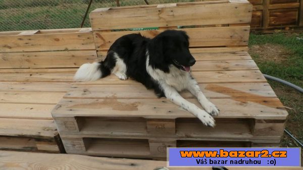 Border kolie