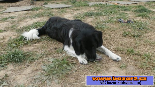 Border kolie