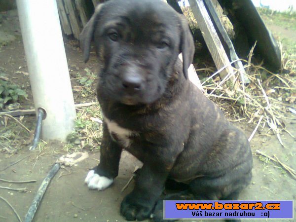 Štěňata kříženec leonberger 