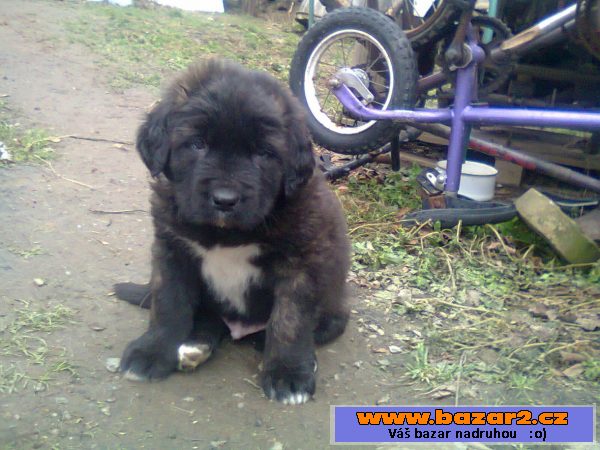 Štěňata kříženec leonberger 