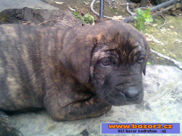 Štěňata kříženec leonberger 