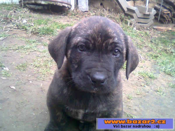 Štěňata kříženec leonberger 