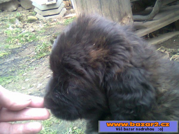 Štěňata kříženec leonberger 