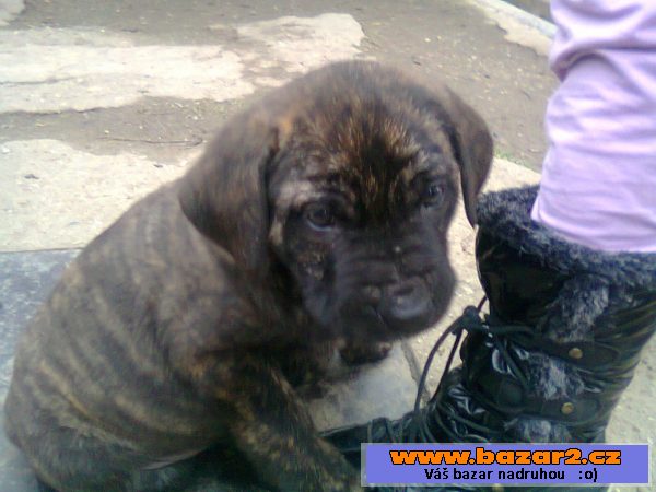 Štěňata kříženec leonberger 