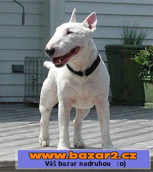 Miniaturní bullteriér s PP