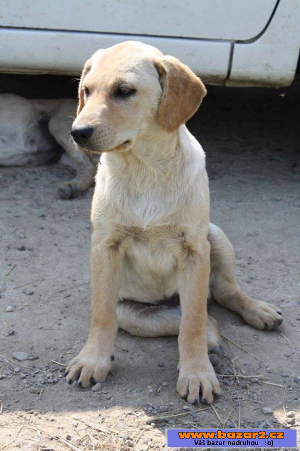 Puma - labradorský retrívr x fena