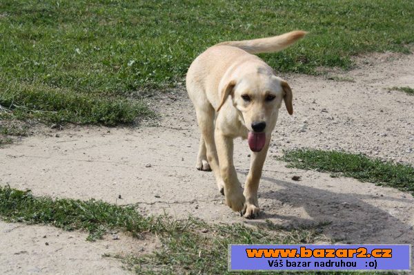 Puma - labradorský retrívr x fena