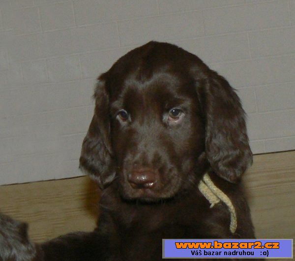 Flat coated retriever