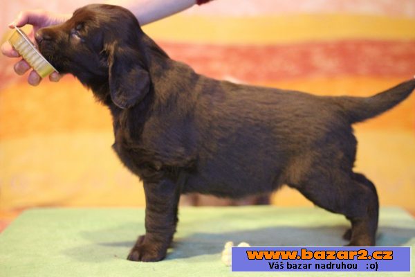 Flat coated retriever
