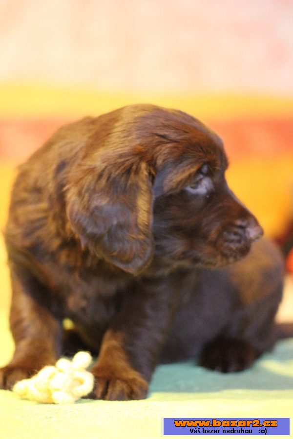 Flat coated retriever