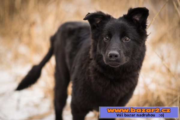 Puma - fena, štěně 6-7 měsíců 