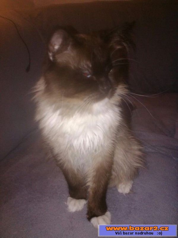 Kocour ragdoll