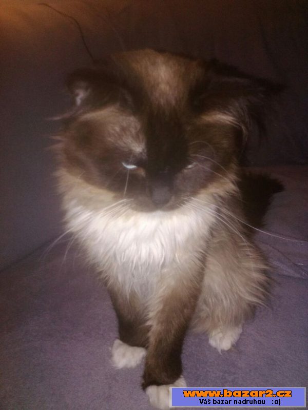 Kocour ragdoll
