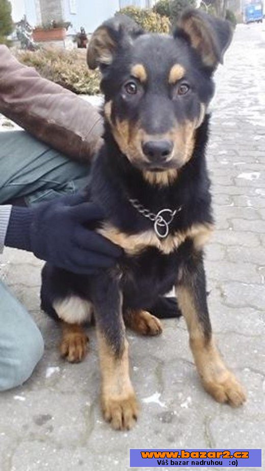 Prodám štěňata NO a NO+Beauceron