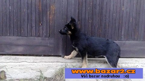 Prodám štěňata NO a NO+Beauceron