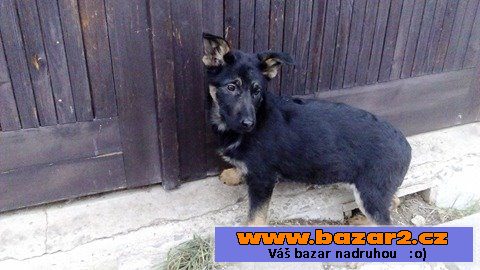 Prodám štěňata NO a NO+Beauceron