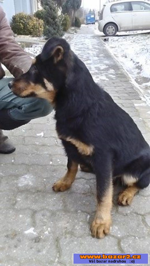 Prodám štěňata NO a NO+Beauceron