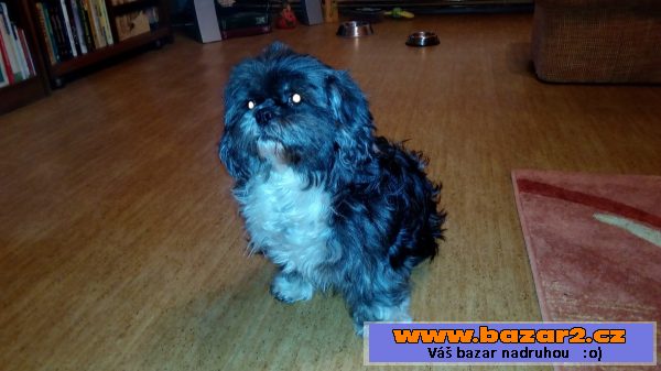 Hledáme pejska ke krytí Lhasa Apso