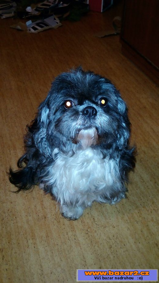 Hledáme pejska ke krytí Lhasa Apso