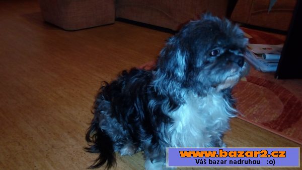 Hledáme pejska ke krytí Lhasa Apso