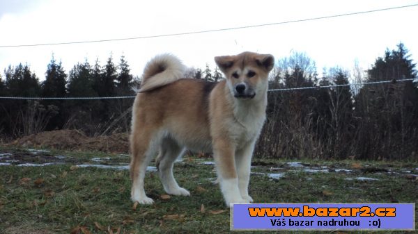 Fenečka Akita-inu