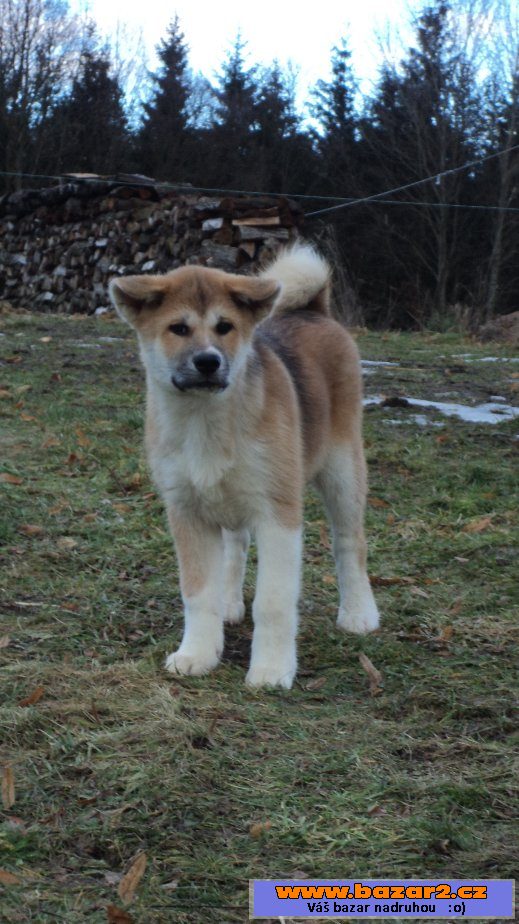Fenečka Akita-inu